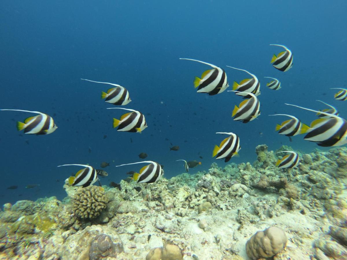 White Tern Maldives Hotel Maamigili Екстериор снимка